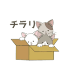 ねこ組＊毎日動く【ロコ•モコ•ドン】（個別スタンプ：22）