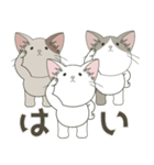 ねこ組＊毎日飛び出す❤️ロコ•モコ•ドン（個別スタンプ：24）