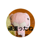 たんたんスタンプ⑤（個別スタンプ：15）