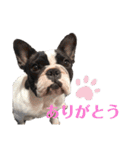 フレンチブルドッグのたわら（個別スタンプ：1）