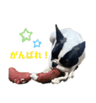 フレンチブルドッグのたわら（個別スタンプ：2）
