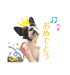 フレンチブルドッグのたわら（個別スタンプ：3）