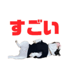 フレンチブルドッグのたわら（個別スタンプ：4）
