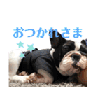 フレンチブルドッグのたわら（個別スタンプ：8）