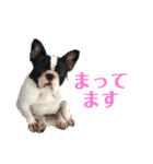 フレンチブルドッグのたわら（個別スタンプ：13）