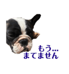 フレンチブルドッグのたわら（個別スタンプ：14）