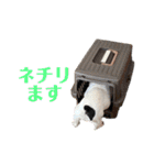 フレンチブルドッグのたわら（個別スタンプ：15）