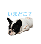 フレンチブルドッグのたわら（個別スタンプ：21）