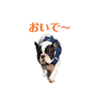 フレンチブルドッグのたわら（個別スタンプ：24）