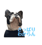 フレンチブルドッグのたわら（個別スタンプ：33）