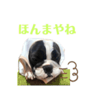 フレンチブルドッグのたわら（個別スタンプ：34）
