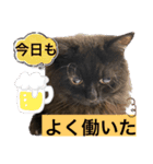 黒猫 ルナ院長67にゃんめ（個別スタンプ：1）