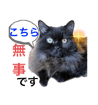 黒猫 ルナ院長67にゃんめ（個別スタンプ：4）