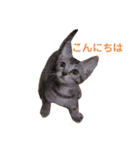 保護猫3にゃんず（個別スタンプ：1）