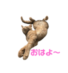 保護猫3にゃんず（個別スタンプ：2）