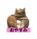 保護猫3にゃんず（個別スタンプ：3）