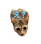保護猫3にゃんず（個別スタンプ：4）