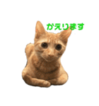 保護猫3にゃんず（個別スタンプ：5）