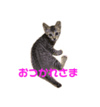 保護猫3にゃんず（個別スタンプ：6）