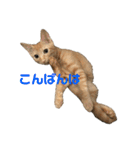 保護猫3にゃんず（個別スタンプ：7）