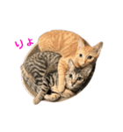 保護猫3にゃんず（個別スタンプ：8）