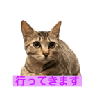 保護猫3にゃんず（個別スタンプ：9）
