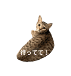 保護猫3にゃんず（個別スタンプ：10）