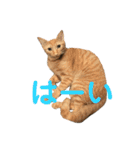保護猫3にゃんず（個別スタンプ：11）