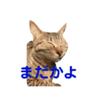 保護猫3にゃんず（個別スタンプ：12）