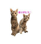 保護猫3にゃんず（個別スタンプ：13）
