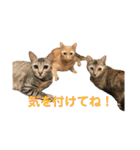 保護猫3にゃんず（個別スタンプ：14）