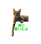 保護猫3にゃんず（個別スタンプ：16）