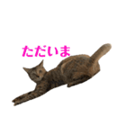 保護猫3にゃんず（個別スタンプ：17）