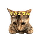 保護猫3にゃんず（個別スタンプ：18）