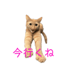保護猫3にゃんず（個別スタンプ：19）