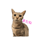 保護猫3にゃんず（個別スタンプ：20）