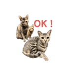 保護猫3にゃんず（個別スタンプ：21）