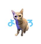 保護猫3にゃんず（個別スタンプ：22）
