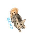 保護猫3にゃんず（個別スタンプ：23）