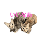 保護猫3にゃんず（個別スタンプ：24）