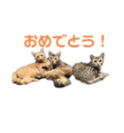 保護猫3にゃんず（個別スタンプ：25）