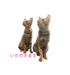 保護猫3にゃんず（個別スタンプ：26）
