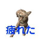 保護猫3にゃんず（個別スタンプ：27）