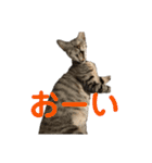 保護猫3にゃんず（個別スタンプ：28）