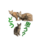 保護猫3にゃんず（個別スタンプ：29）