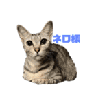 保護猫3にゃんず（個別スタンプ：30）