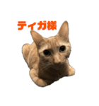 保護猫3にゃんず（個別スタンプ：31）