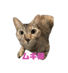 保護猫3にゃんず（個別スタンプ：32）