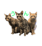 保護猫3にゃんず（個別スタンプ：33）