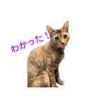 保護猫3にゃんず（個別スタンプ：34）